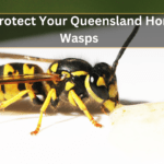 How to Protect Your Queensland Home from Wasps