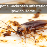 How to Spot a Cockroach Infestation in Your Ipswich Home