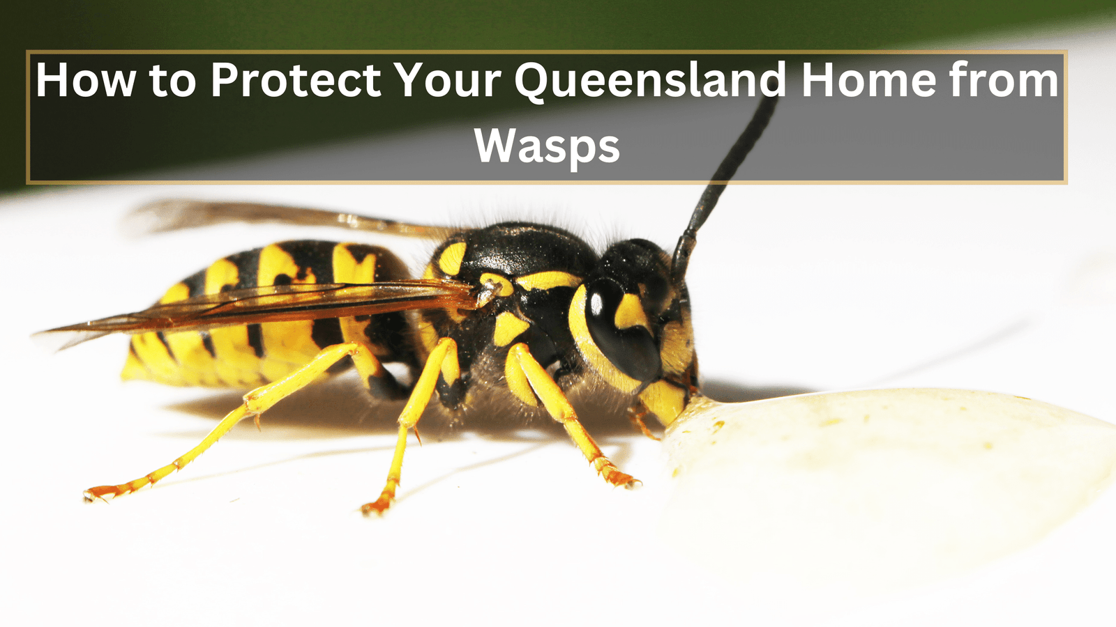 wasps pest control