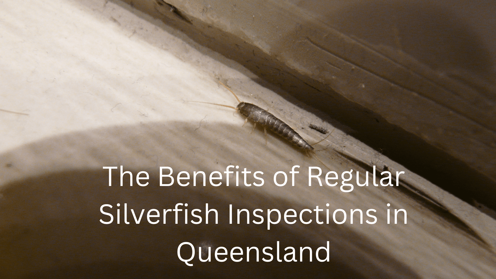 Regular Silverfish Inspections