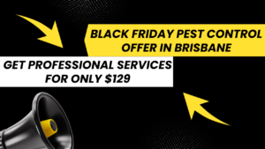 Black Friday Pest Control Offer in Brisbane