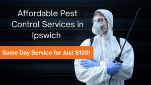 Affordable Pest Control Services in Ipswich