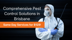 Comprehensive Pest Control Solutions in Brisbane