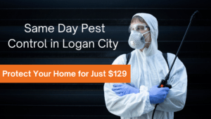 Same Day Pest Control in Logan City